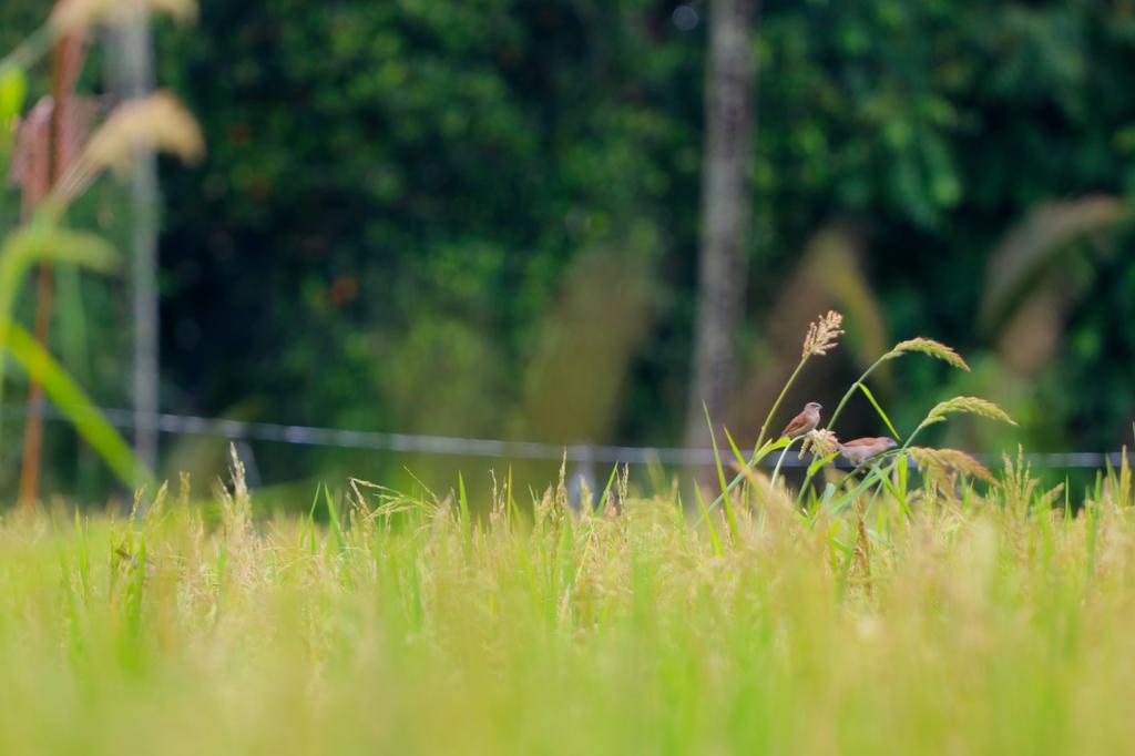 Thantha Ubud Villa Exteriér fotografie