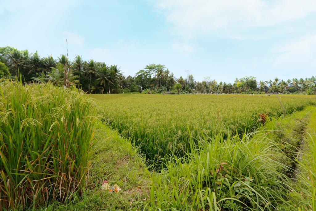 Thantha Ubud Villa Exteriér fotografie